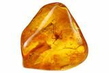 Detailed Fossil Spider (Araneae) in Baltic Amber #159784-1